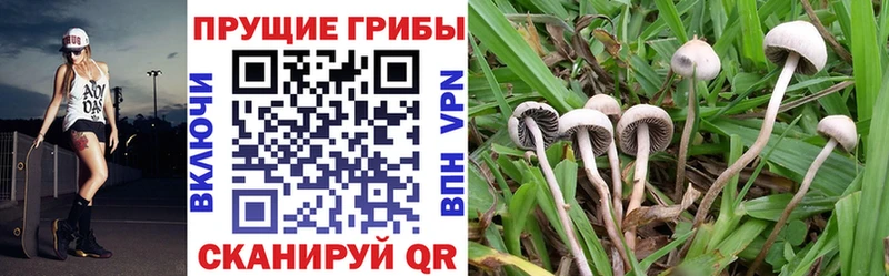 Галлюциногенные грибы Psilocybine cubensis  Котлас 